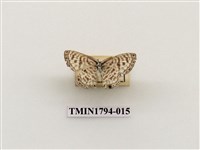 藏品(婆羅洲昆蟲)的圖片